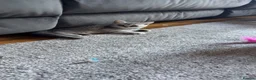 Persian cats for sale: Male Persian kitten  - Advert 1