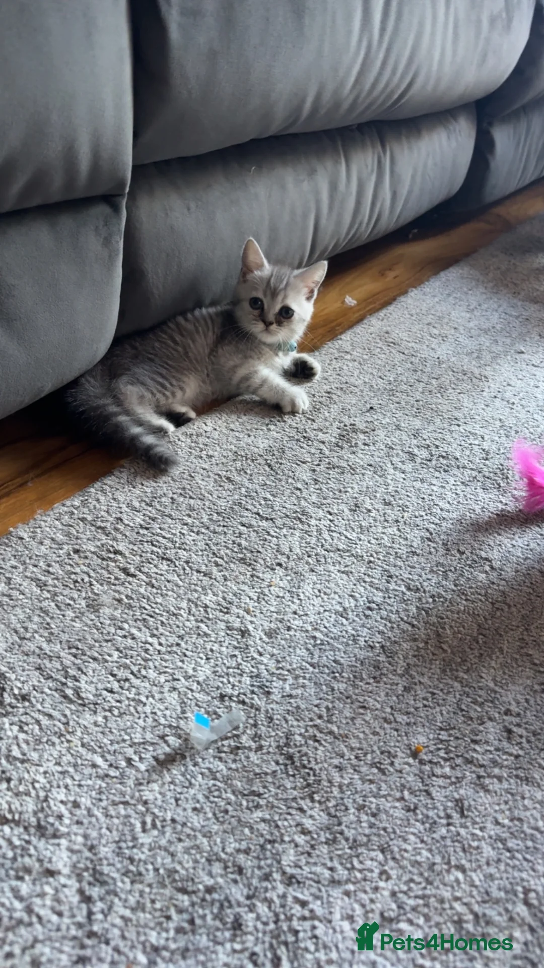 Persian cats for sale: Male Persian kitten  - Advert 1
