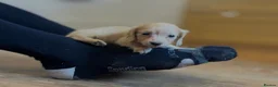 Miniature Dachshund dogs for sale: Long Haired Cream/Shaded Cream KC Mini Dachshunds  - Advert 12