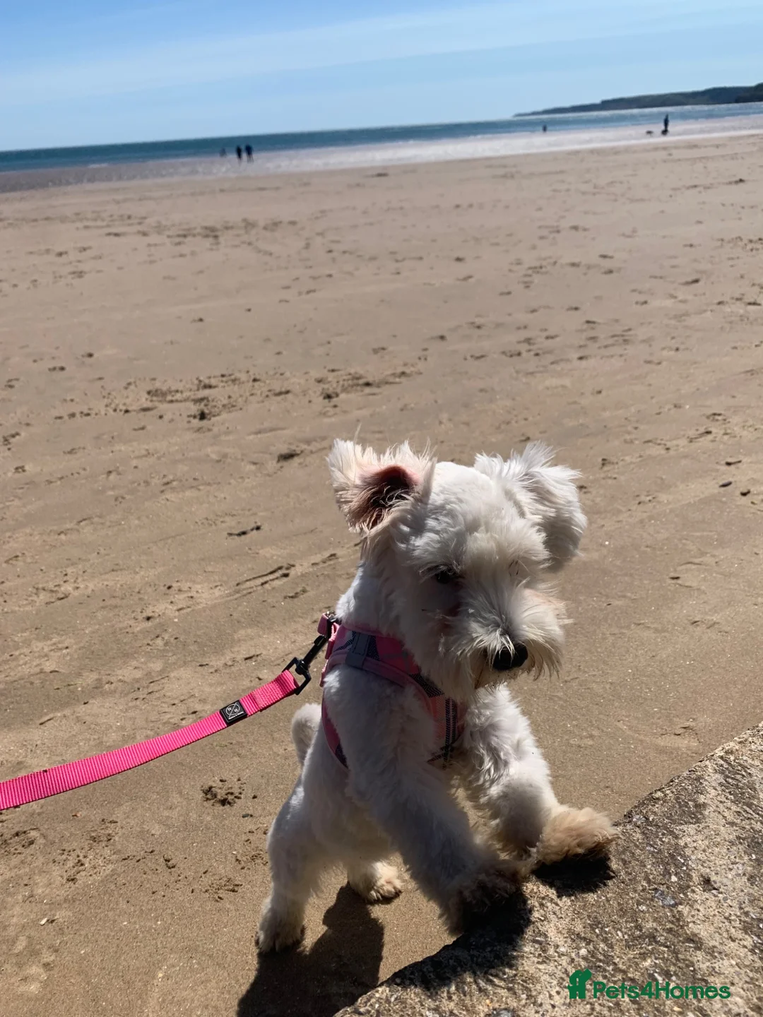 Havanese dogs for sale: Havanese Female in Leeds - Advert 2