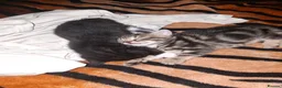 Mixed Breed cats for sale: KITTENS FOR SALE in Bristol - Advert 13