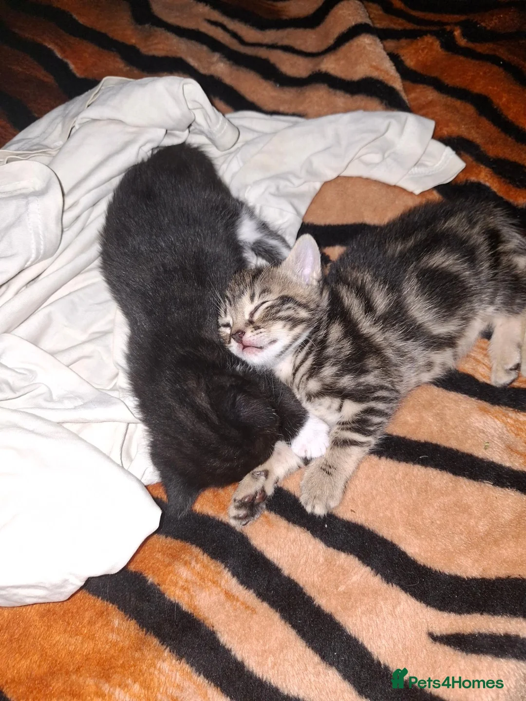 Mixed Breed cats for sale: KITTENS FOR SALE in Bristol - Advert 13