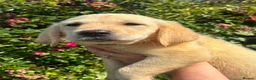 Goldador dogs for sale: GOLDADOR PUPPIES READY FOR NEW HOMES - Advert 17
