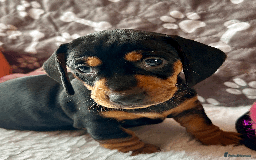 Dachshund dogs for sale: Beautiful Dachshund Puppies Ready to go 8th Nov  - Image 11