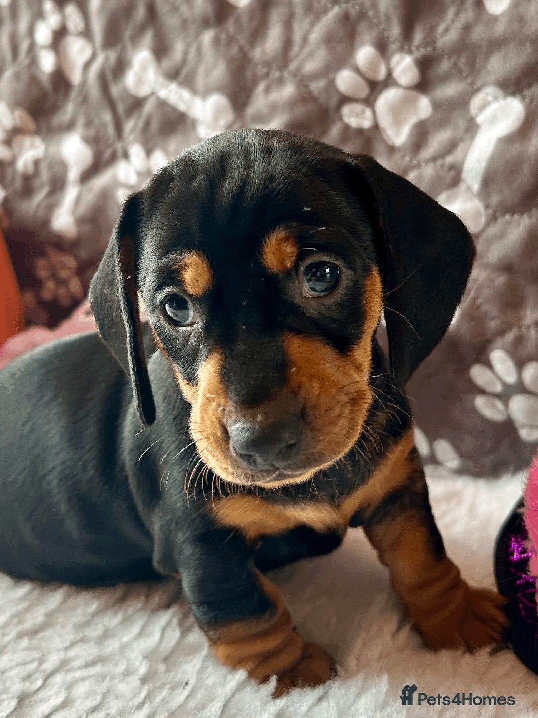 Dachshund dogs for sale: Beautiful Dachshund Puppies Ready to go 8th Nov  - Image 11