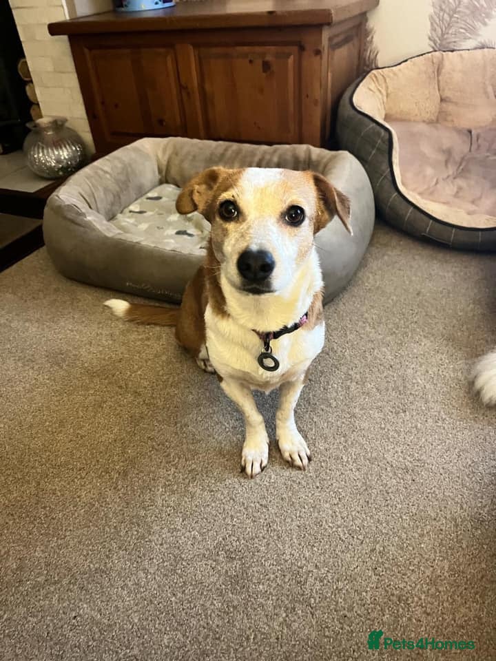 Mixed Breed dogs Tessa - Poringland Norfolk  in Norwich - Advert 19