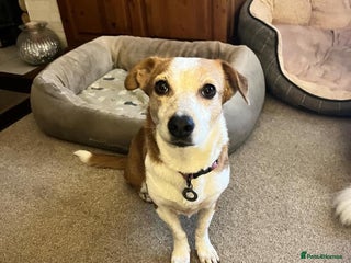 Mixed Breed dogs Tessa - Poringland Norfolk in Norwich - Advert 21