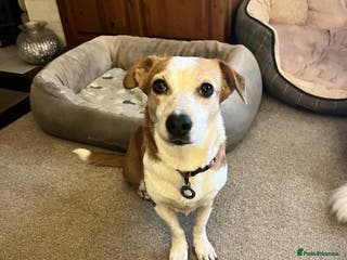 Mixed Breed dogs Tessa - Poringland Norfolk in Norwich - Advert 18