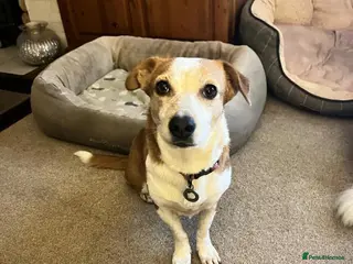 Mixed Breed dogs Tessa - Poringland Norfolk in Norwich - Advert 16