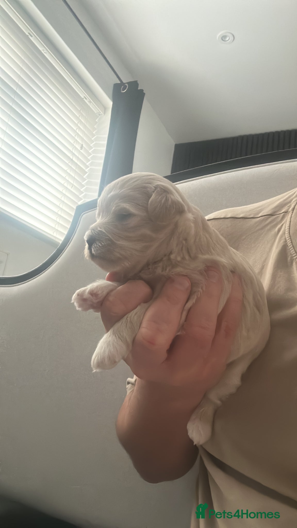 Maltipoo dogs Maltipoo babys - Advert 2