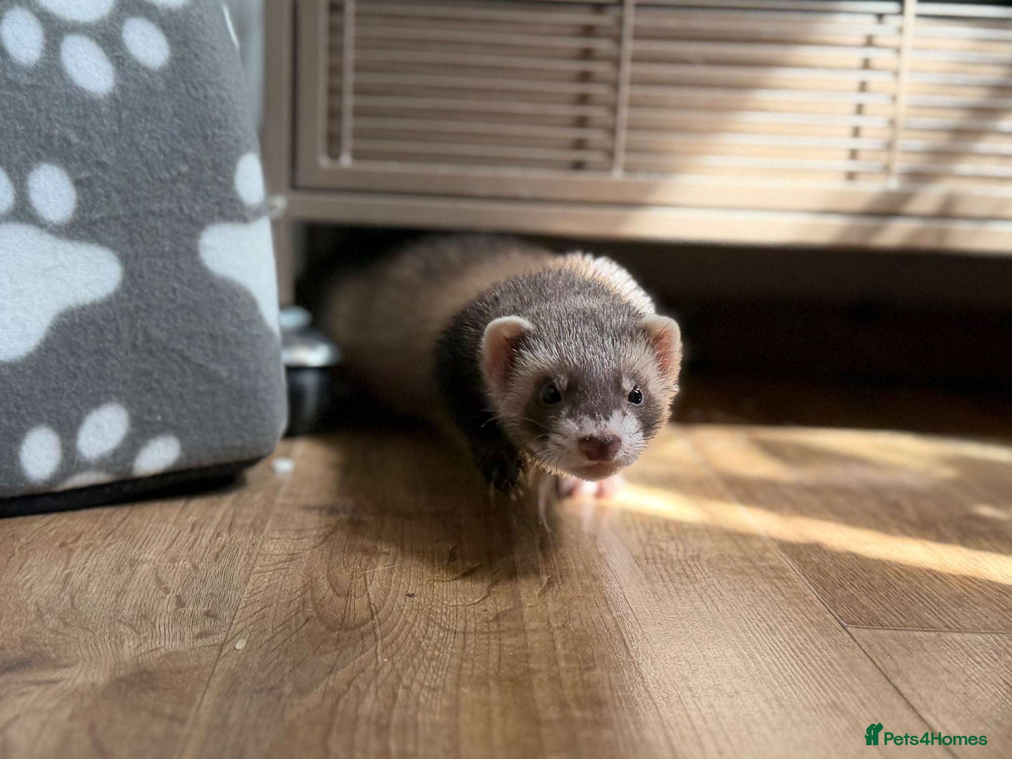 Ferret rodents Male ferret  - Advert 18