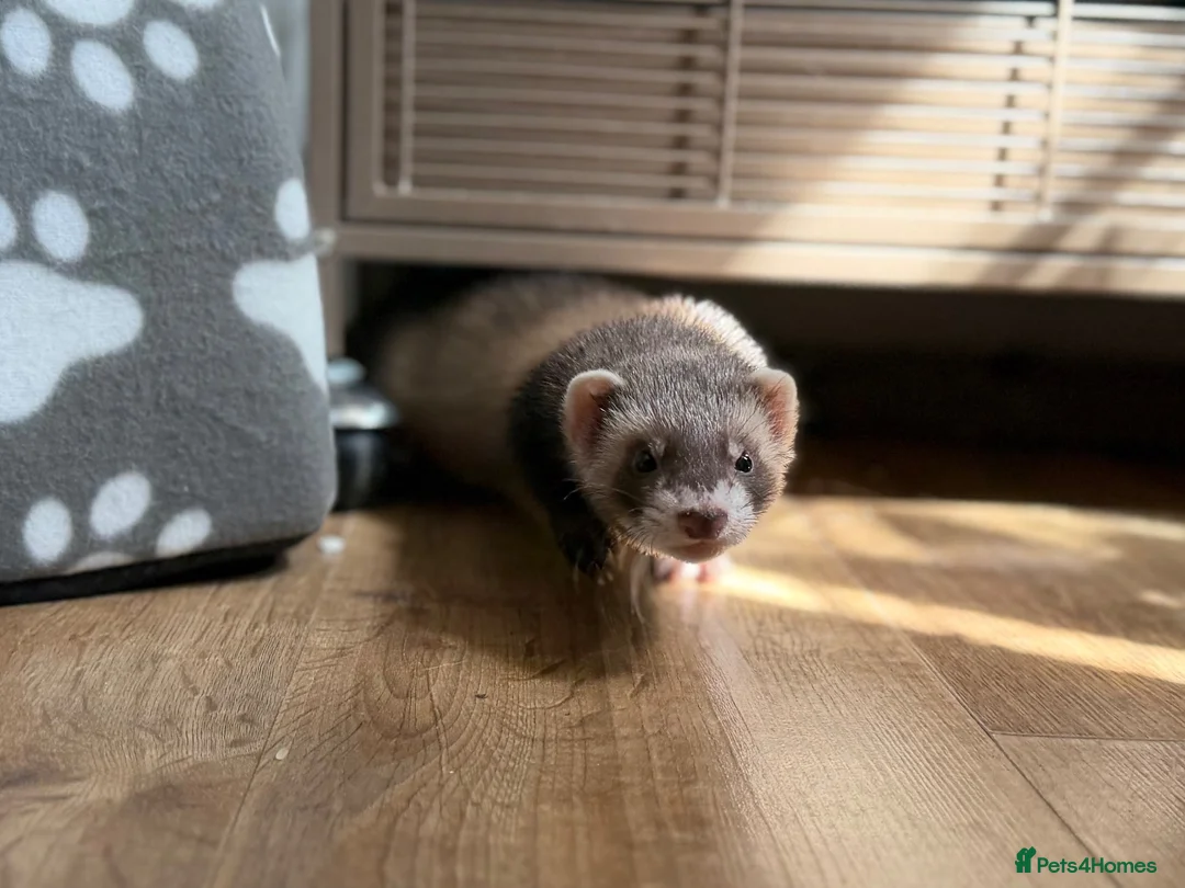 Ferret rodents for sale: Trio Male ferrets in Stevenage - Advert 2