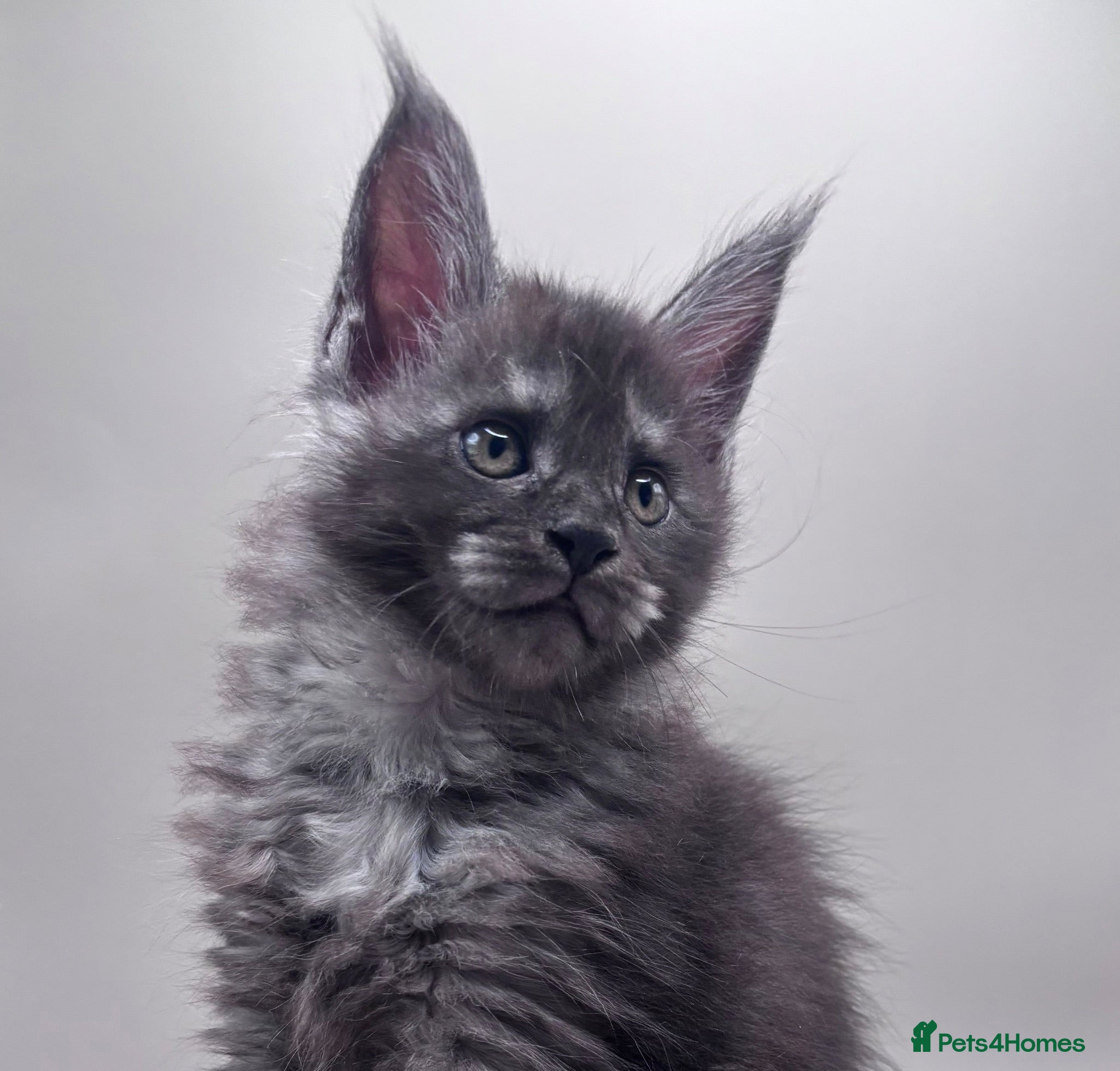 Maine Coon cats 3 Beautiful active Maine Coon Kitten’s - Advert 1