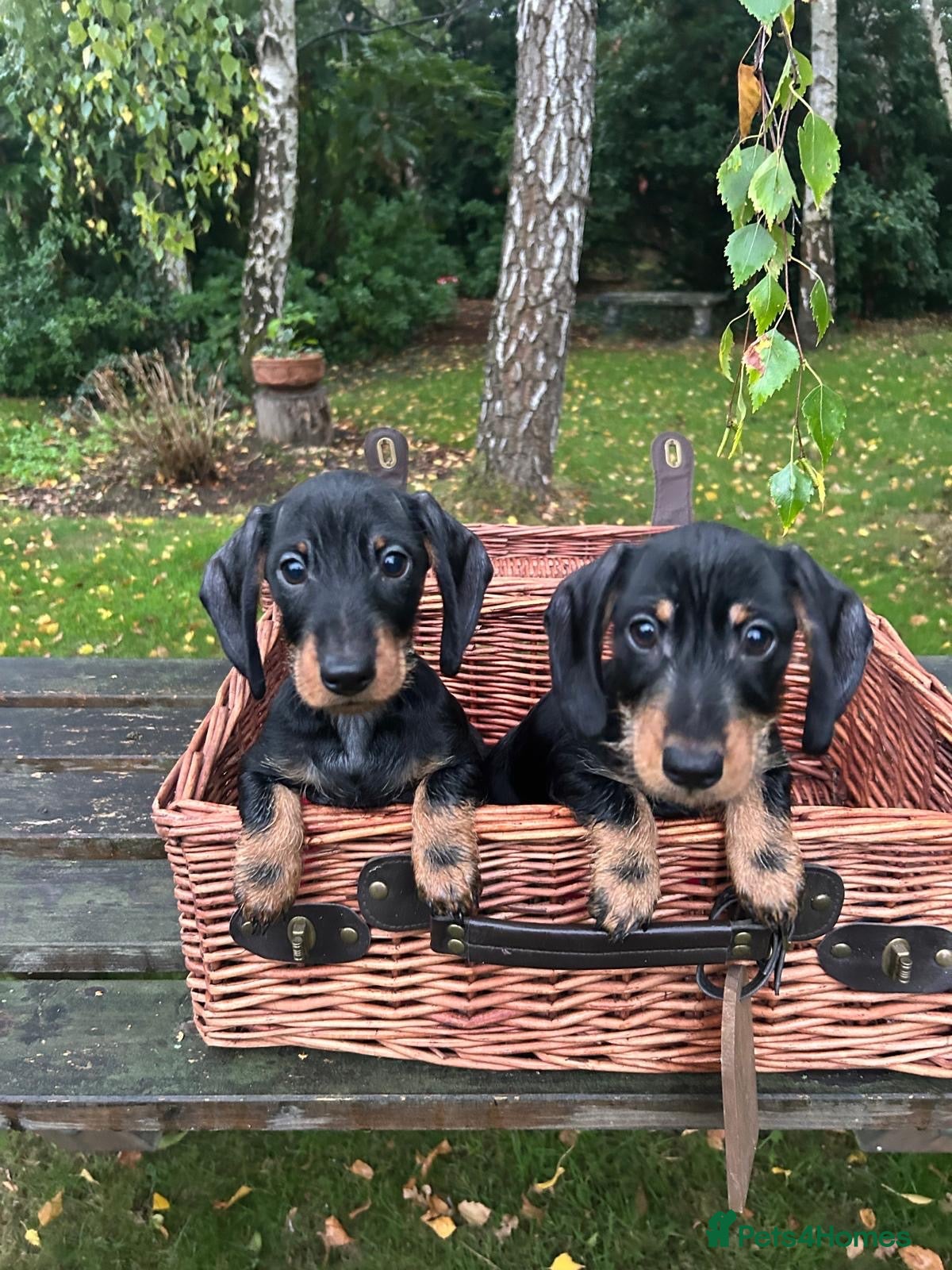 Miniature Dachshund dogs  🐾 Pin Wired Hair Miniature Dachshund Puppies 🐾 - Advert 1