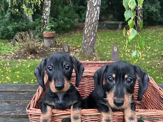 Miniature Dachshund dogs 🐾 Pin Wired Hair Miniature Dachshund Puppies 🐾 - Advert 1