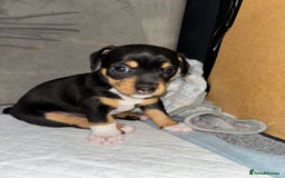 Jack Russell dogs for sale: Beautiful Jack Russell puppies - Image 7
