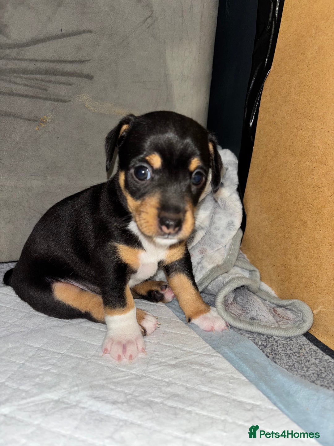 Jack Russell dogs for sale: Beautiful Jack Russell puppies - Image 7