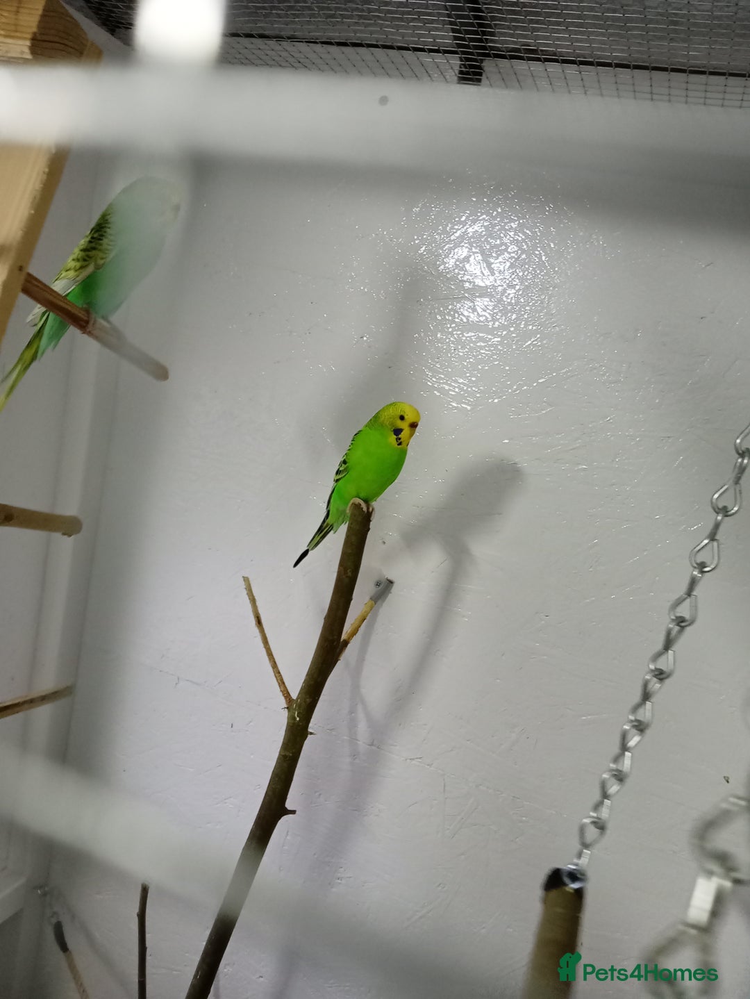 Budgerigars birds for sale: 4 green budgies 3 female 1 male - Advert 2