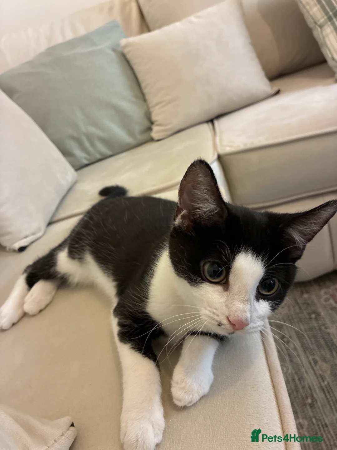 Mixed Breed cats for sale: British shorthair,mix Kitten  in London - Advert 2