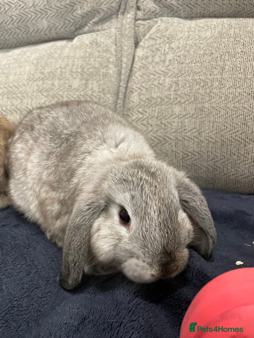 Mini Lop rabbits for sale: Mini lop baby rabbits  - Image 4