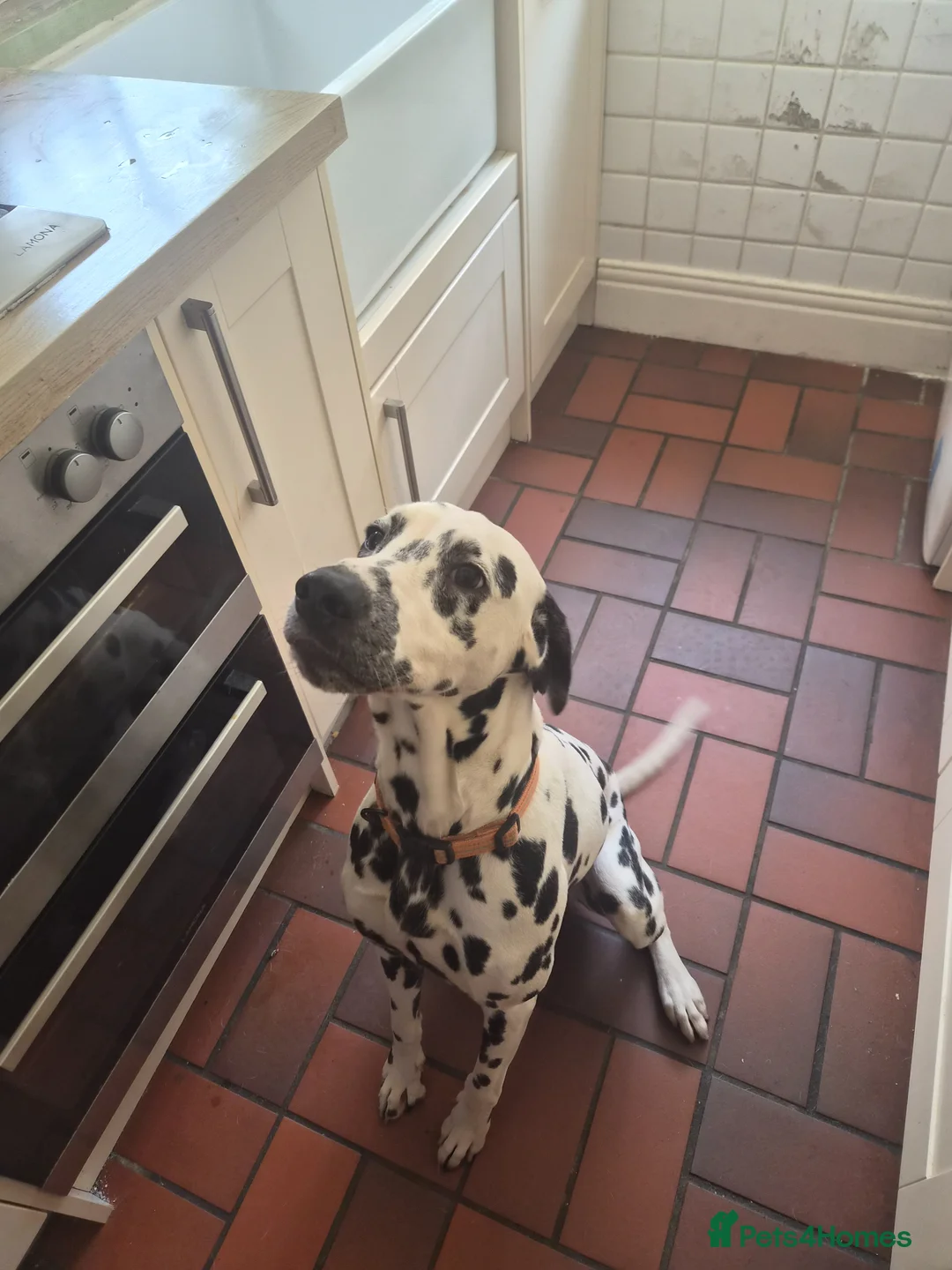 Dalmatian dogs for sale: Dalmation (Maui) 1 year old  - Advert 2