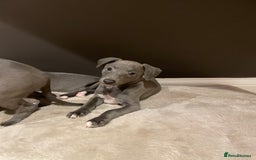 Whippet dogs for sale: 6 gorgeous blue whippet puppies  - Image 8
