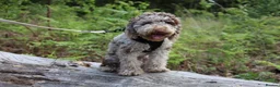 Miniature Poodle dogs for stud: Ralph-Chocolate Merle miniature poodle stud  - Advert 6