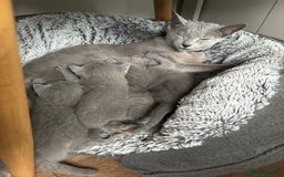 Russian Blue cats for sale: ***Gorgeous TICA Russian Blue Kittens*** - Image 4