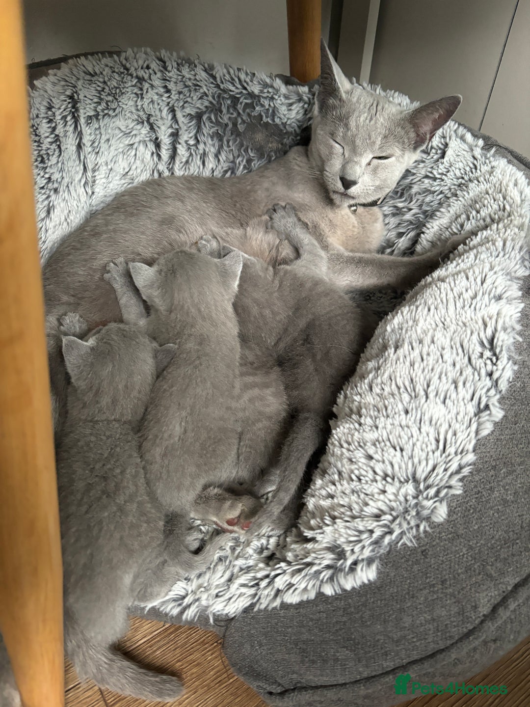 Russian Blue cats for sale: ***Gorgeous TICA Russian Blue Kittens*** - Image 4