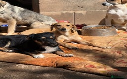 Mixed Breed dogs for adoption: Snoop needs a home with another dog! - Image 5