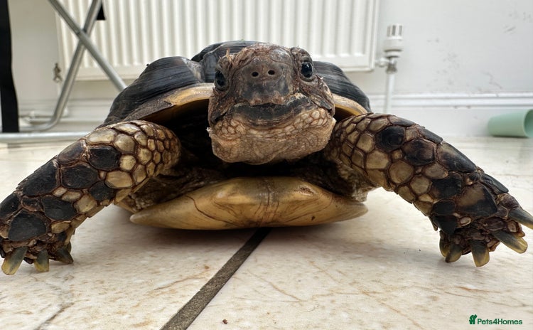 Tortoise reptiles - Advert 1