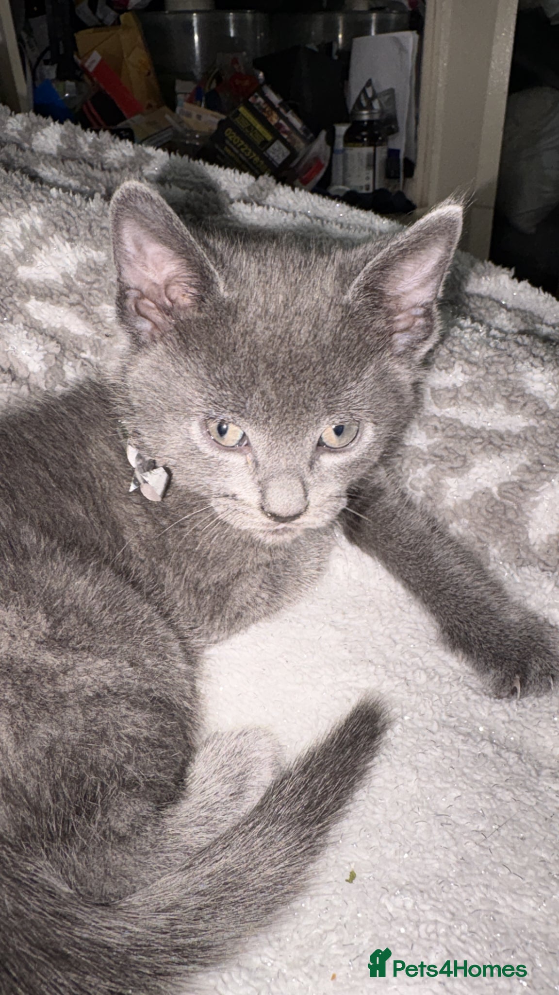 Russian Blue cats for sale: Blue Russian kittens - Advert 12