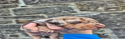 Miniature Dachshund dogs for sale: PRA CLEAR MINIATURE DACHSHUND BOY - Advert 8