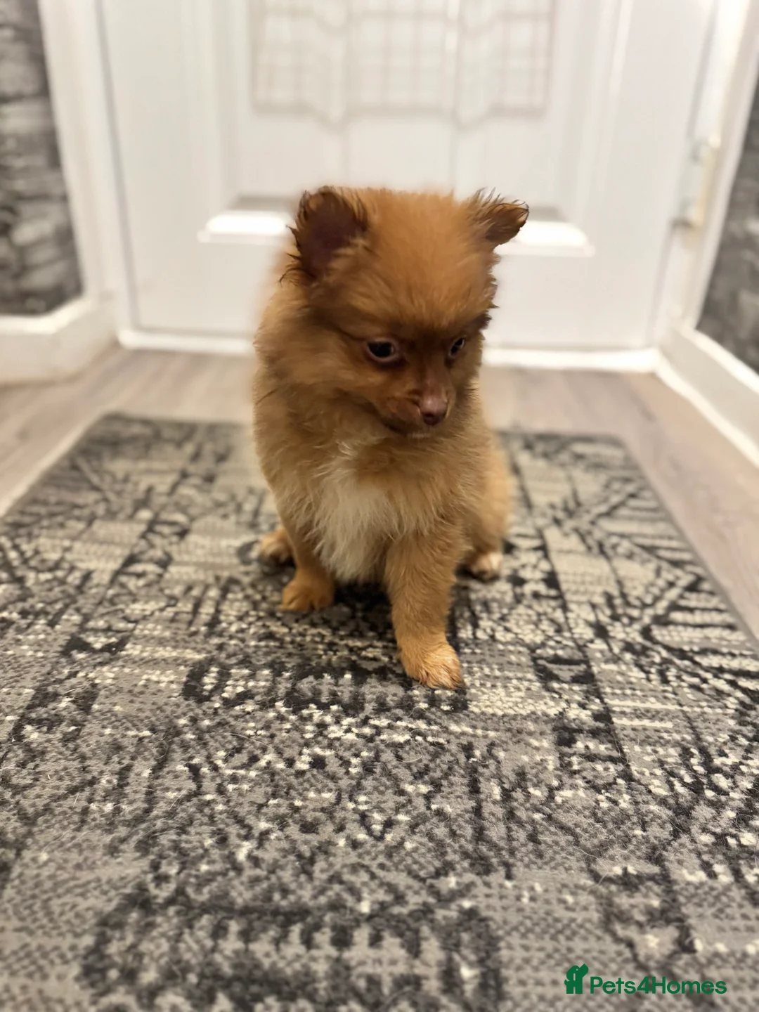 Pomeranian dogs for sale: ✨🐶One BOY Adorable Pomeranian Puppy 🐶✨ - Advert 8