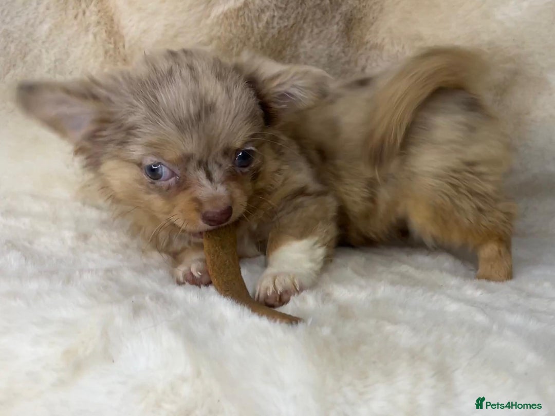 Chihuahua dogs for sale: Chihuahua long coat. Marble  - Image 17