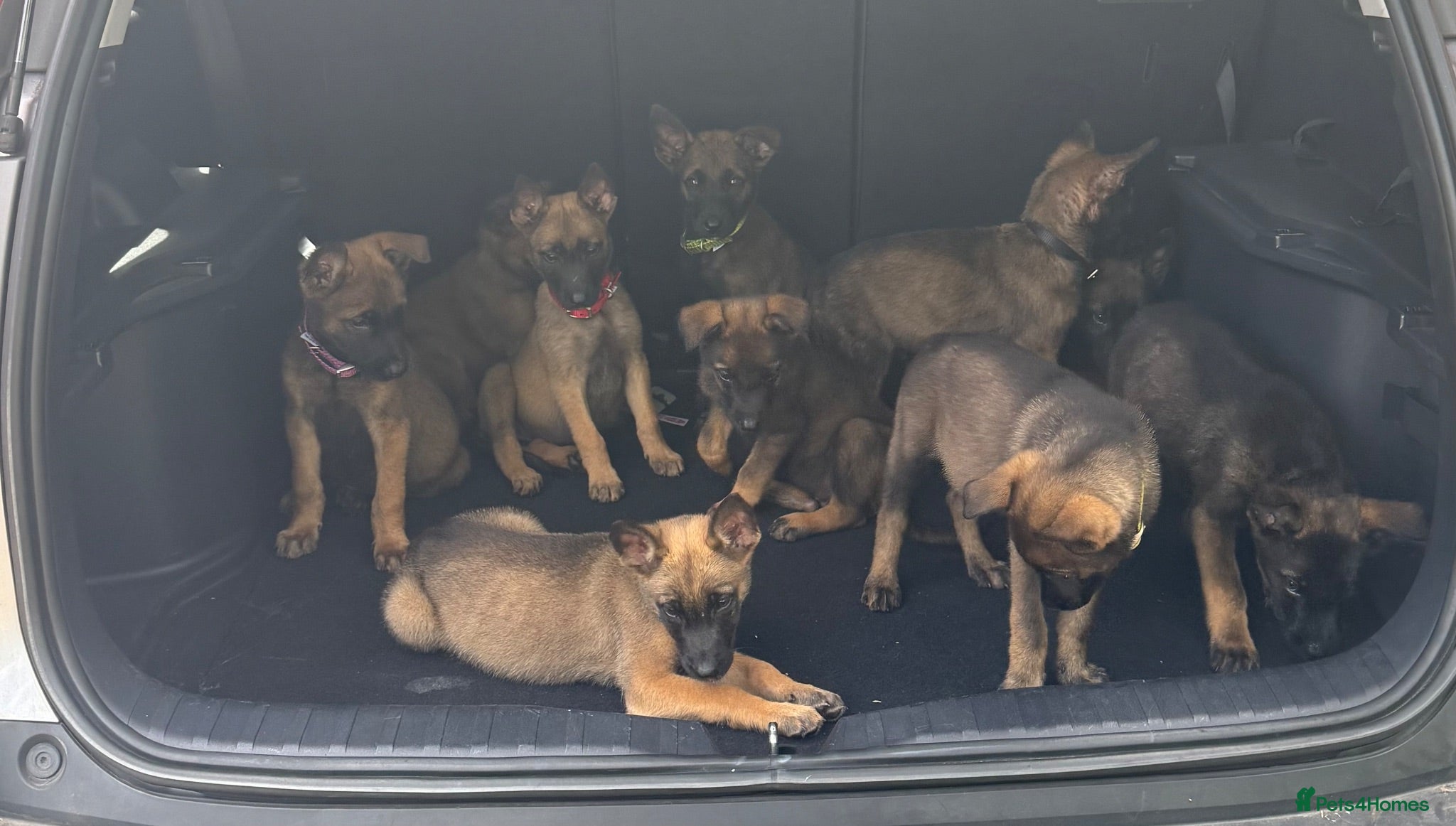 Belgian Shepherd Dog dogs Belgium Mali pups - Advert 2