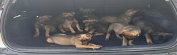 Belgian Shepherd Dog dogs for sale: Belgium Mali pups - Advert 3