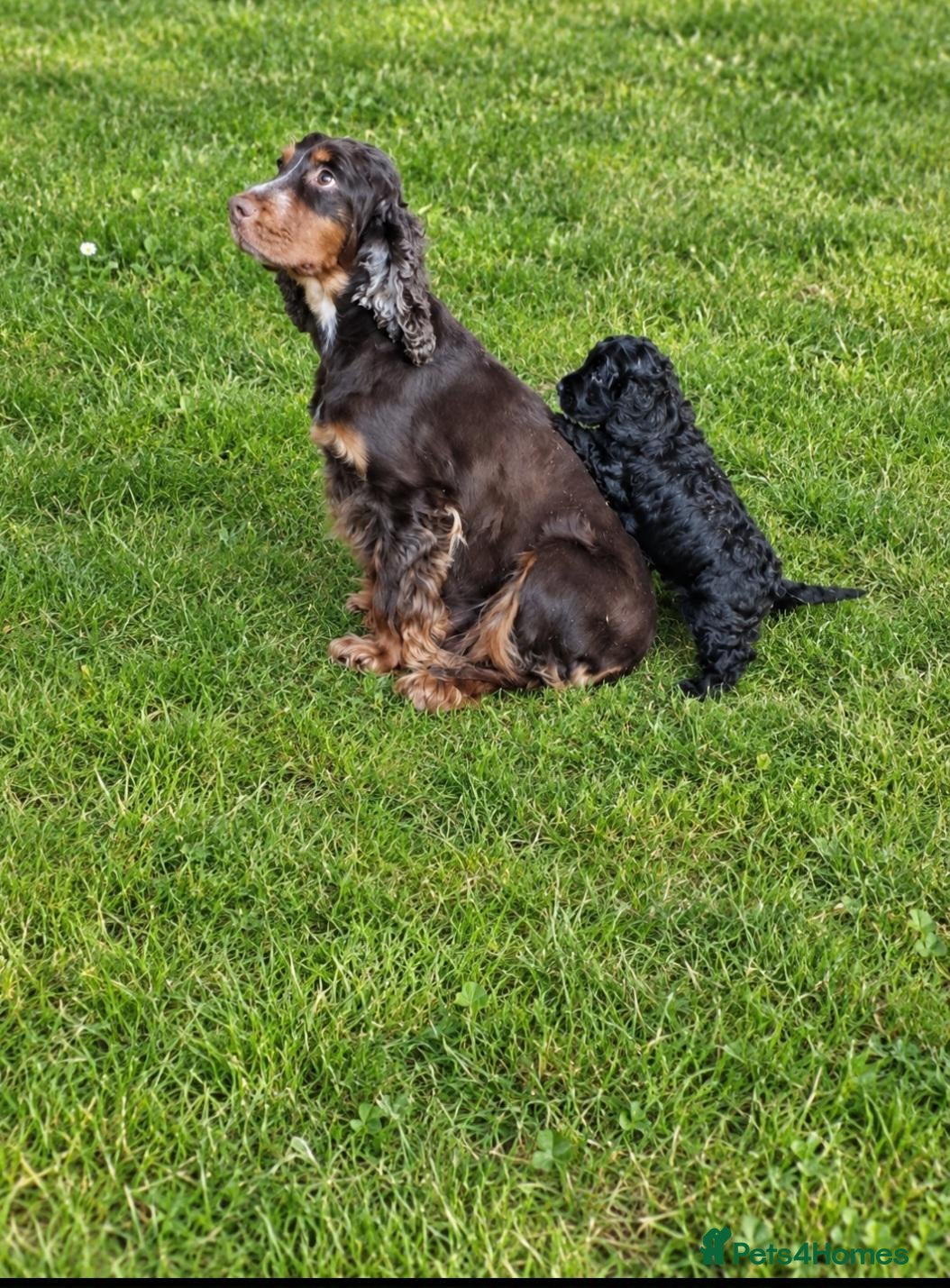 Cockapoo dogs for sale: Beautiful toy cockapoo babies  - Advert 1