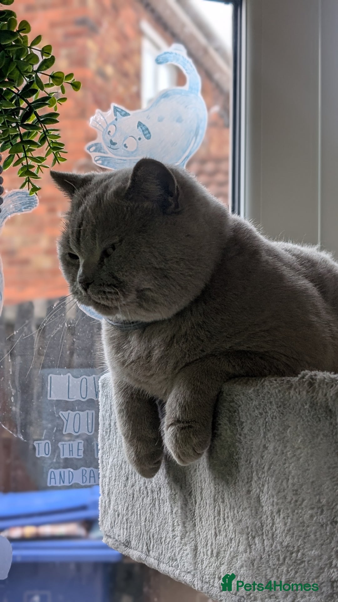 British Shorthair cats for sale: Gccf registered, Ready now - Image 8