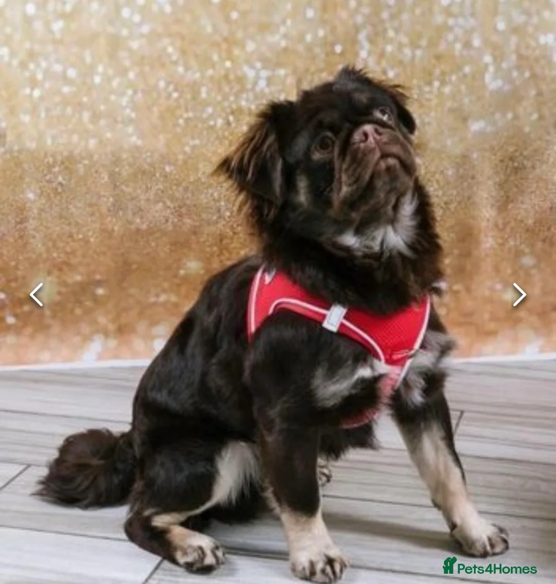 Pug dogs for stud: Proven 💦 chocolate kc reg pug boys for stud 💦 in Mexborough - Advert 4