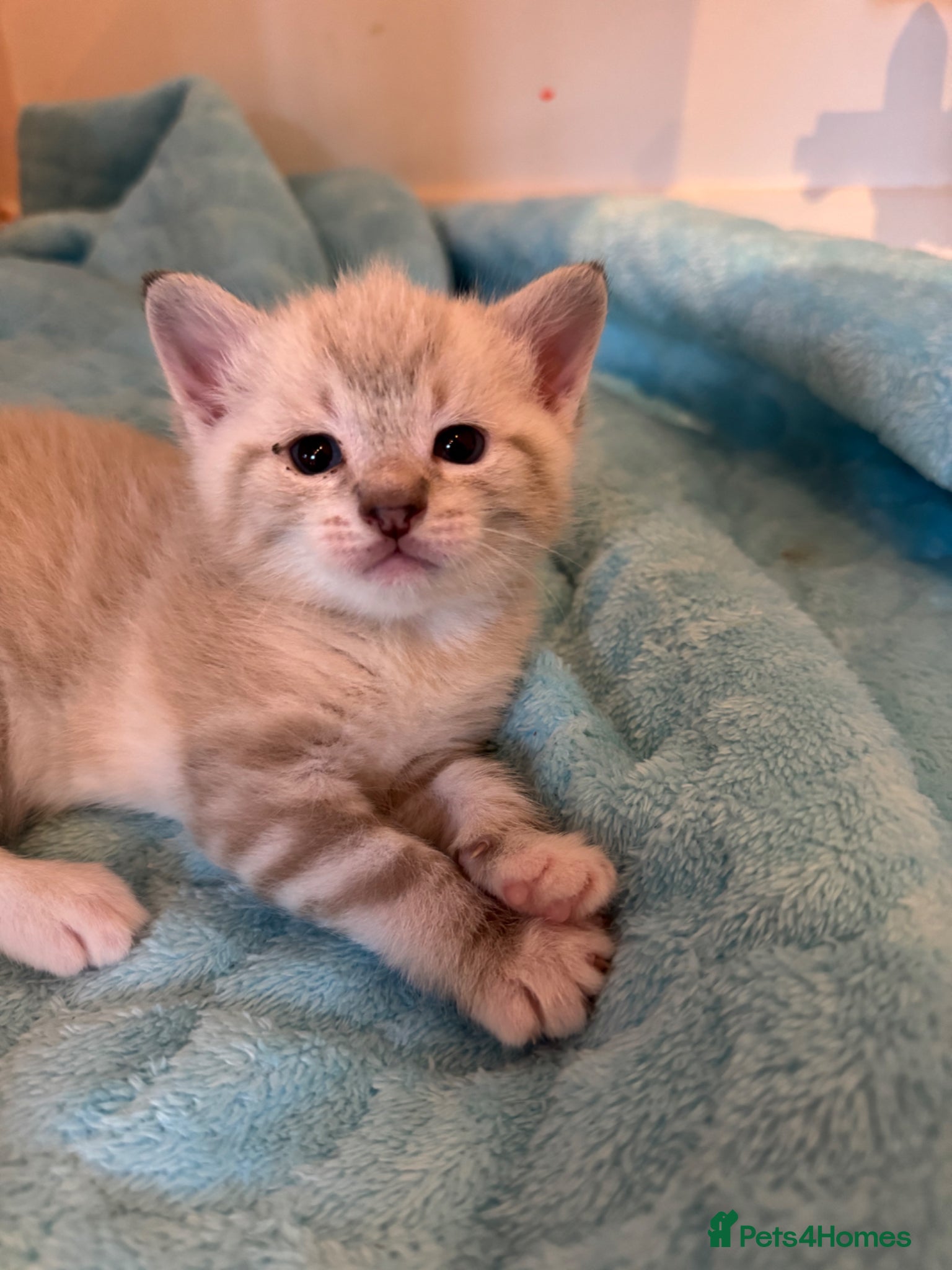 Mixed Breed cats Beautiful kittens ready to go Tabby/siamese mix - Advert 18