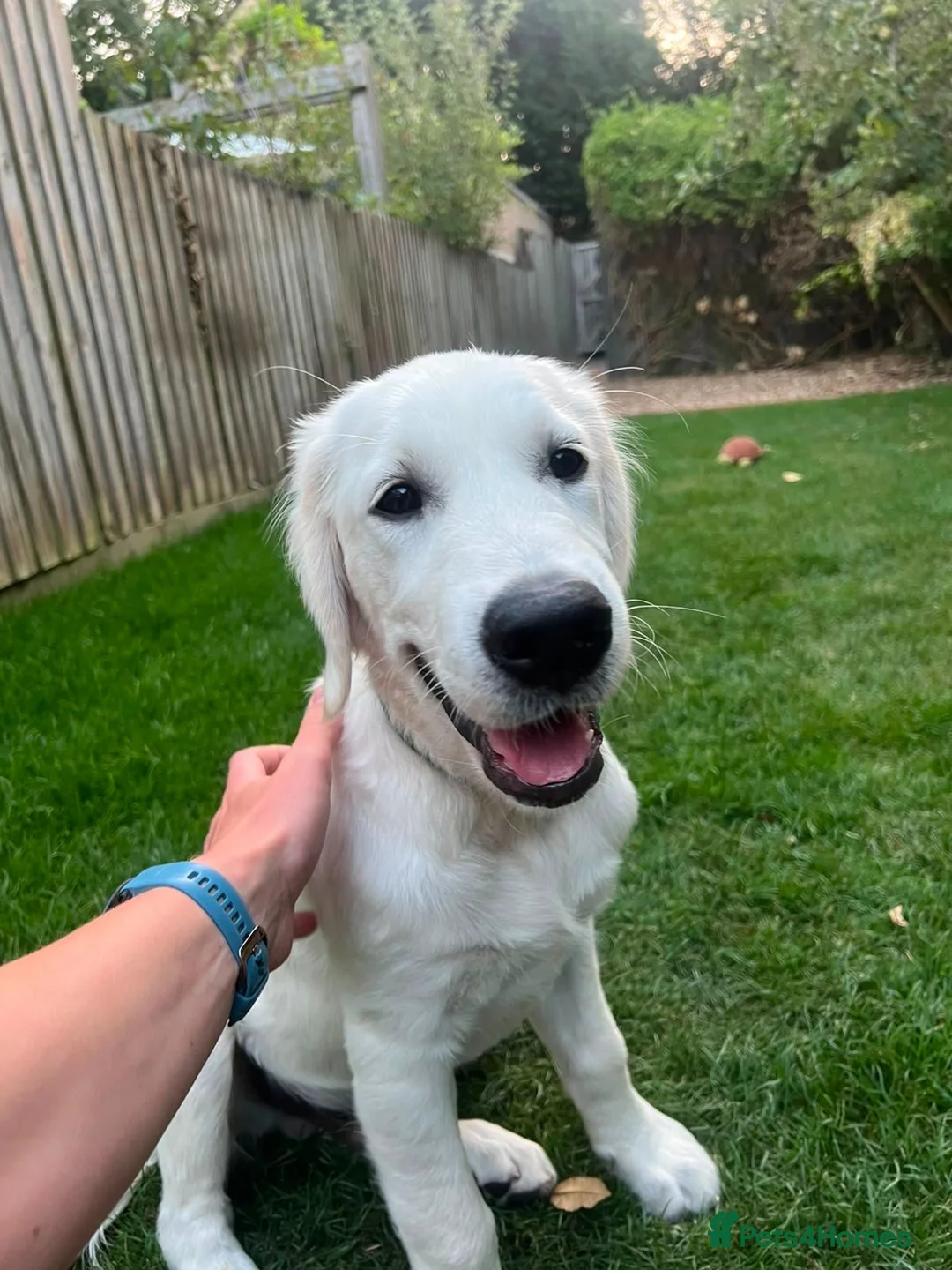 Golden Retriever dogs for sale: Golden Retriever KC Reg Puppy - Champ Lines - Advert 1