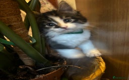 British Longhair cats for sale: Stunning friendly kittens - Image 8