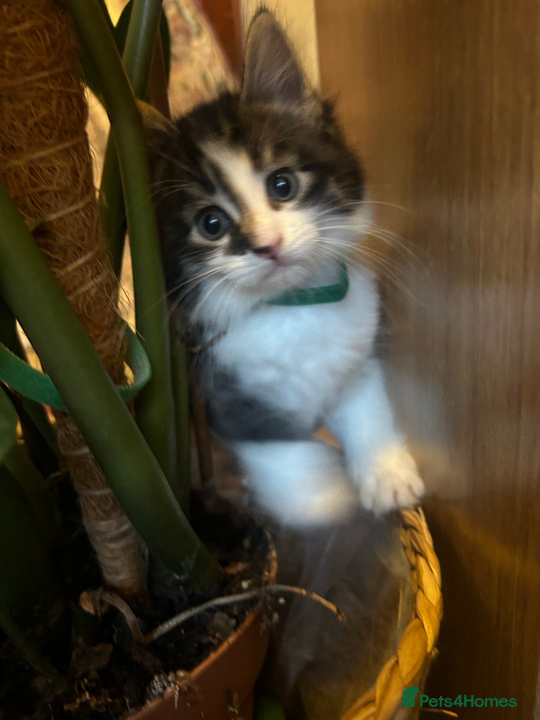 British Longhair cats for sale: Stunning friendly kittens - Image 8