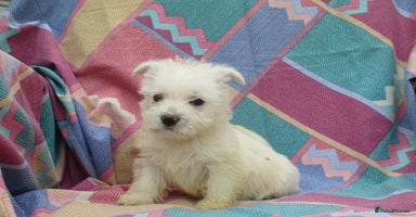 West Highland Terrier dogs - Advert 18