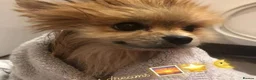 Pomeranian dogs for stud: Pomeranian KC registered  in Wisbech - Advert 6