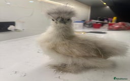 Chickens poultry for sale: rehoming silkie ,polish ,frizzle polish ,etc - Image 6
