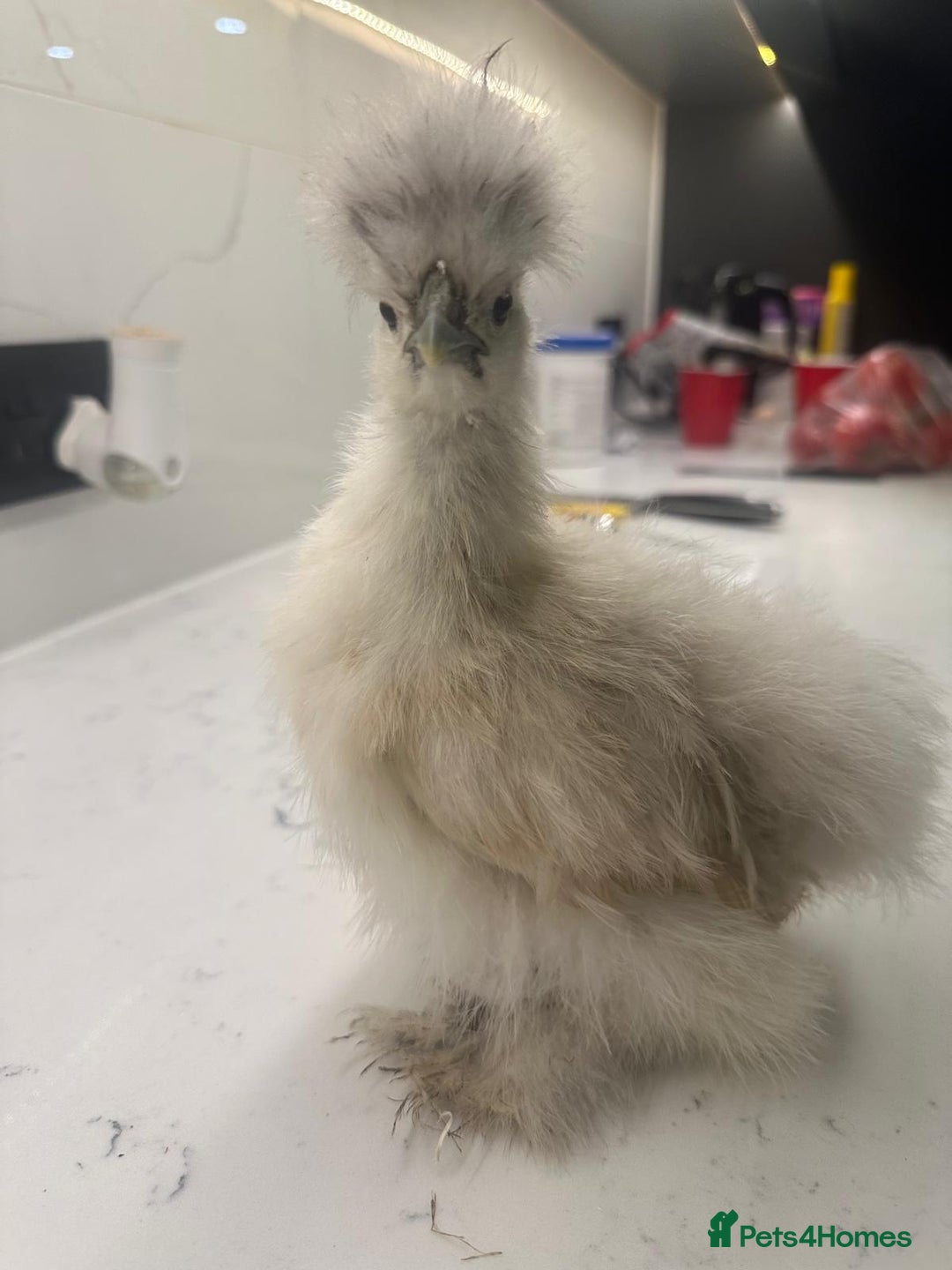 Chickens poultry for sale: rehoming silkie ,polish ,frizzle polish ,etc - Image 6