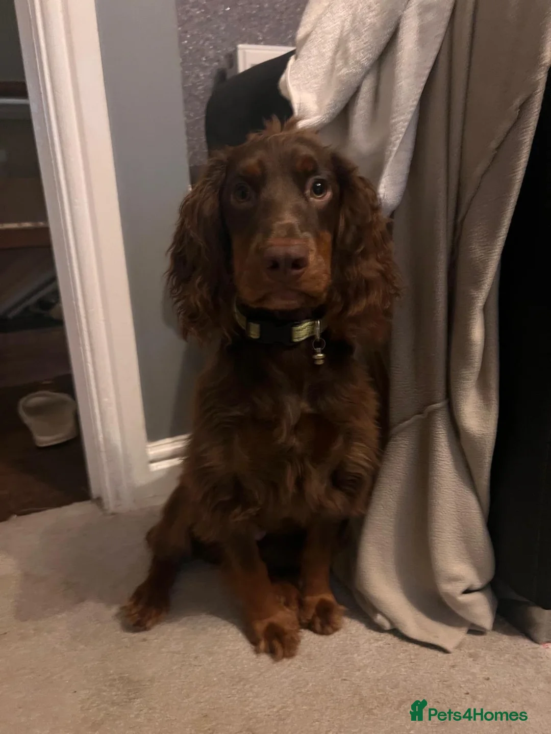 Cocker Spaniel dogs for sale: Murphy - Advert 10