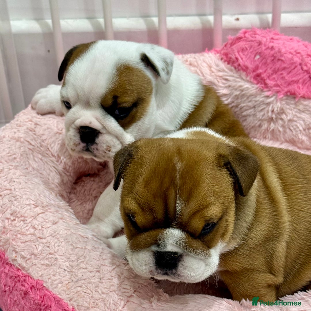 English Bulldog dogs for sale: *2 Healthy Bitches Available To The Best Homes*  - Image 8